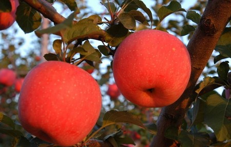 苹果期货多少钱一手