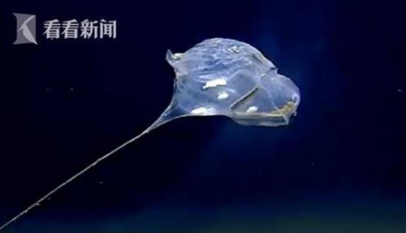 印度洋发现怪物 形状与水母相似还会发出蓝光