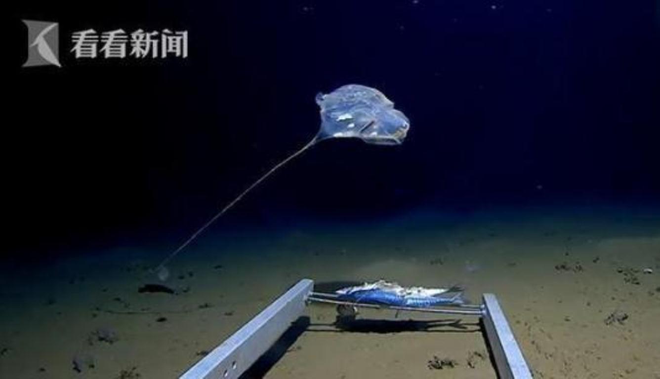 印度洋发现怪物 形状与水母相似还会发出蓝光
