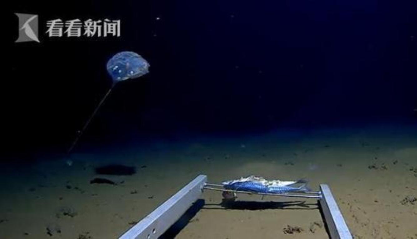 印度洋发现怪物 形状与水母相似还会发出蓝光