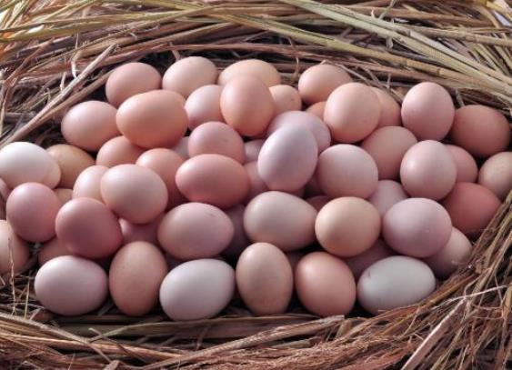 受非洲猪瘟疫情影响 5月份蛋价上涨19%