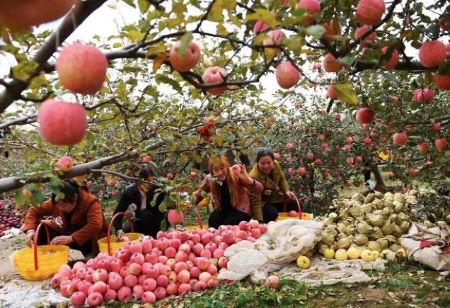 今年苹果期货能否重现去年苹果的翘尾行情?