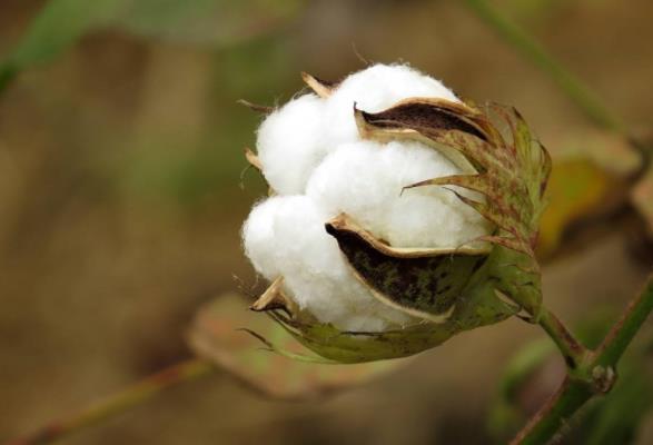 郑棉抛储持续进行中 多头却“热情”不减!