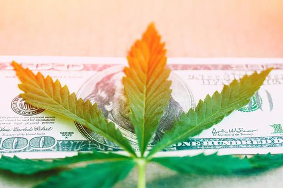 大麻行业市场需求持续飙升 教你如何选择投资大麻股