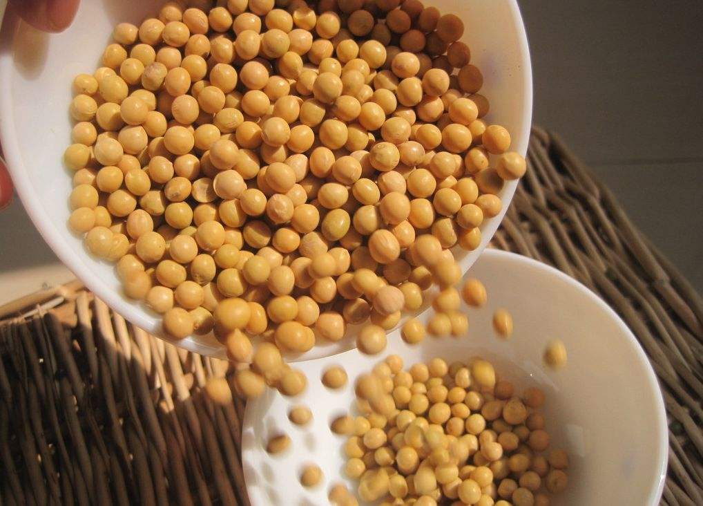 5月29日期市午评：豆1号、豆2号齐升 豆粕多只合约涨停！
