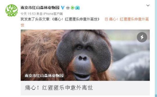 猩猩乐申意外离世 它的成长倾注了动物园人太多的爱与期待