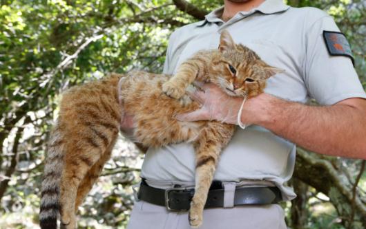 法国猫科新物种 不少网友表示很眼熟