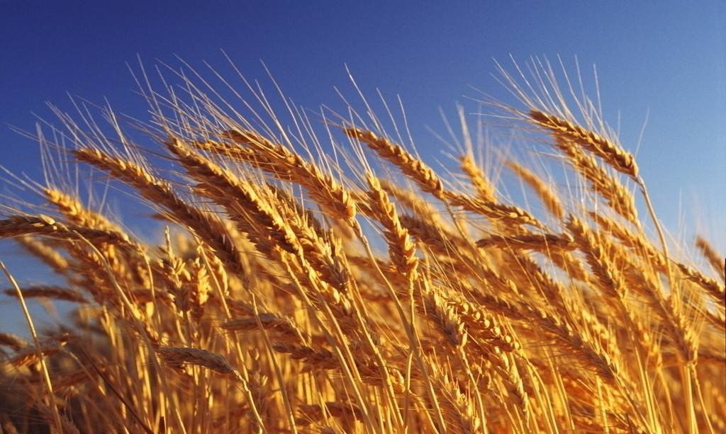 部分政策性库存小麦降价销售 小麦,玉米市场同"炸锅"-粮食-金投现货