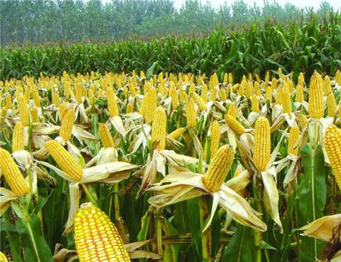玉米期货价格便不断走低 三季度拍卖成为关键因素