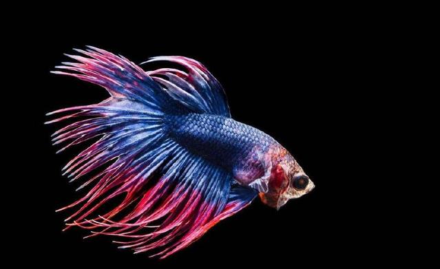 斗鱼怎么养?(斗鱼怎么养殖方法)