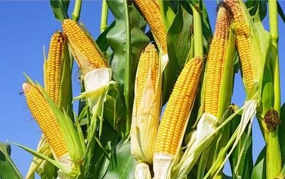现货市场“卖货者多、接货者少”限制玉米价格上涨