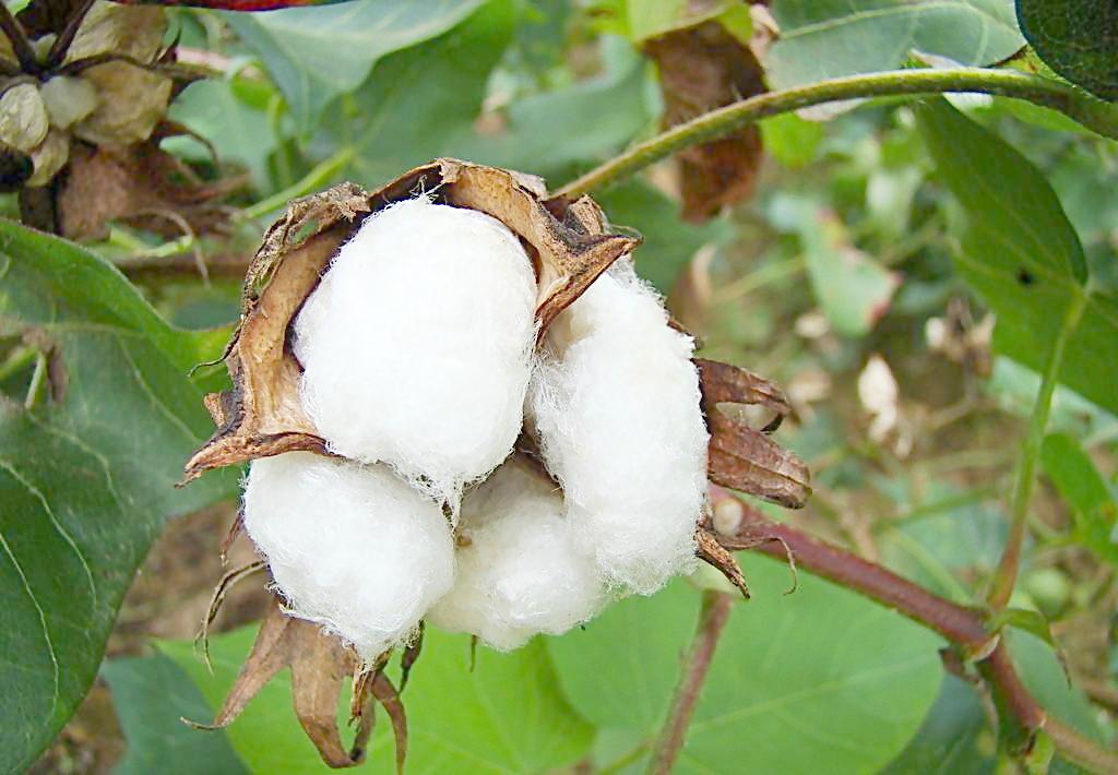 郑商所：多措并举 保证棉花期货及期权市场平稳健康发展