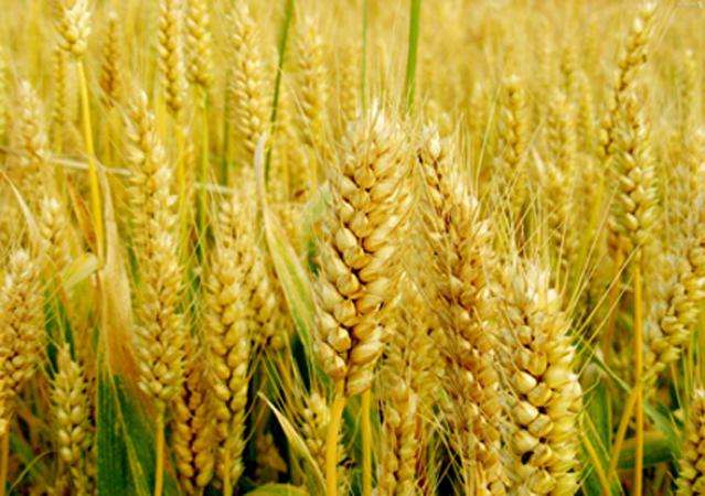 CBOT小麦期货周一跳升 俄罗斯出口量减少