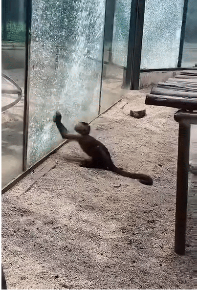 动物园猴子砸玻璃 猴子自己都被吓得瞬间弹开
