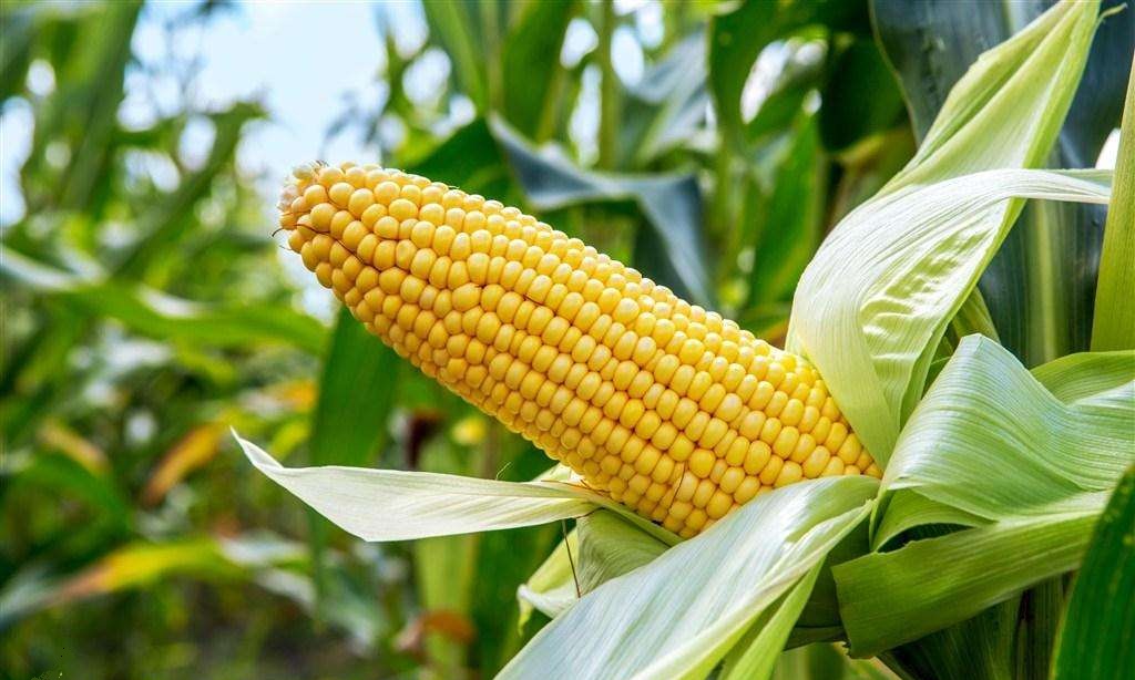 玉米深加工行业陷入亏损 更多风险管理工具酝酿上市