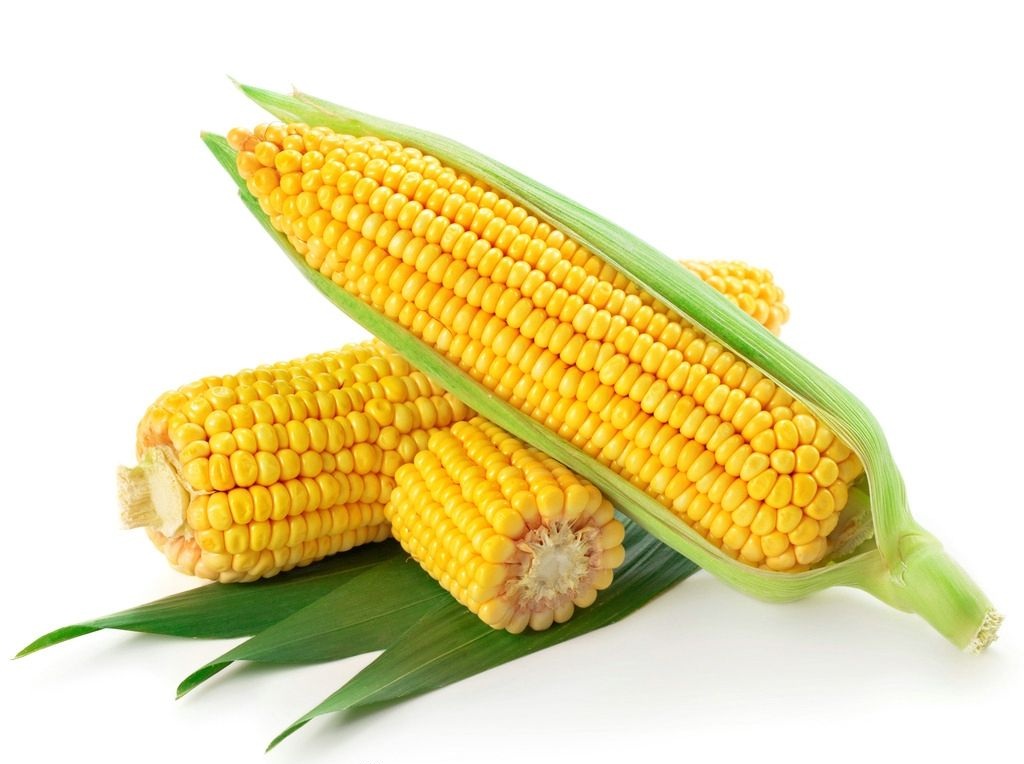 玉米产业大会：玉米产业链条关乎“米袋子”和“钱袋子”
