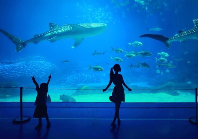 给你涨知识了!水族馆与酒店相结合你了解过吗?