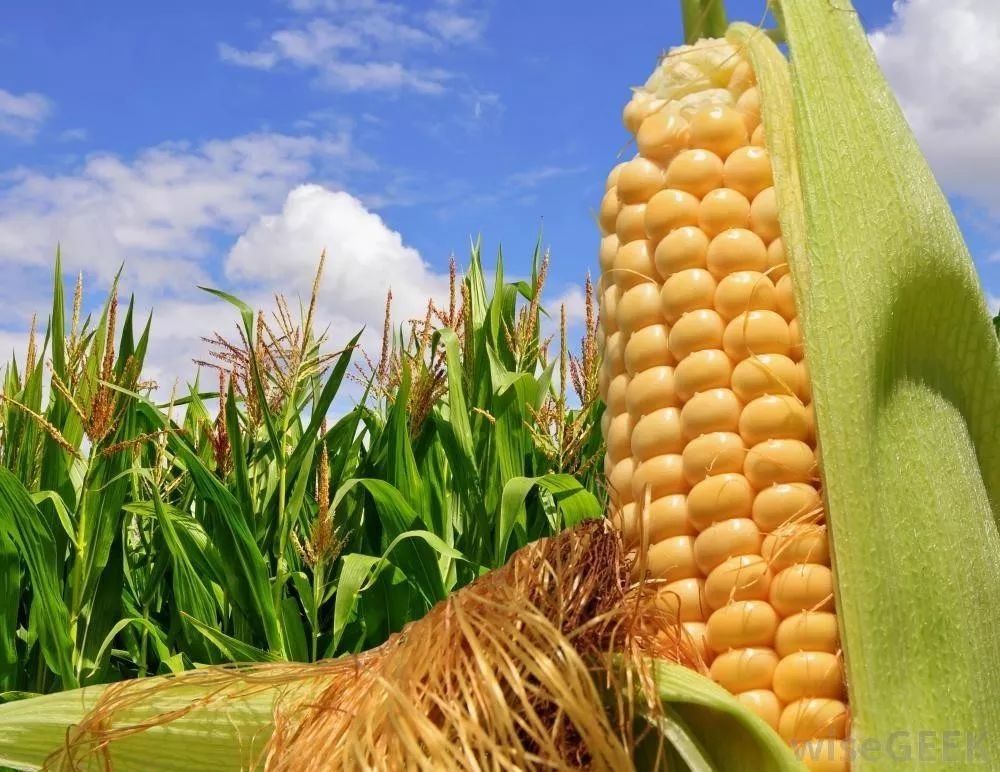 巴西本周向美国发运6万吨玉米