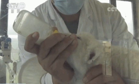 济南出生双胞胎白狮 工作人员称它们为“国庆宝宝”