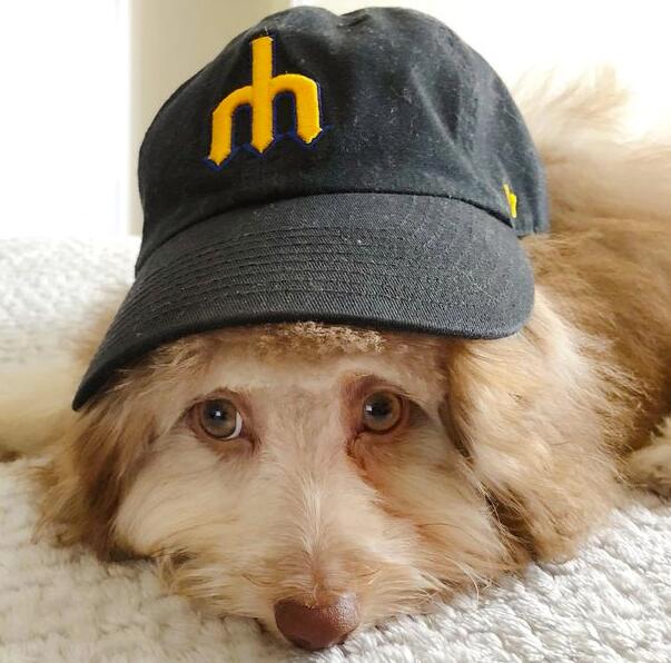 小狗长着一张人脸 这种混血狗狗非常受欢迎