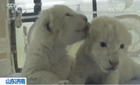 济南出生双胞胎白狮 工作人员称它们为“国庆宝宝”