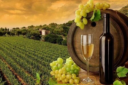 葡萄酒的生产年份可以看出什么信息