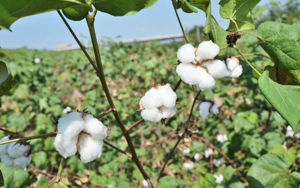 棉价短期存反弹动能 后市关注宏观因素