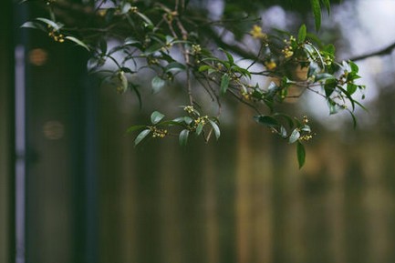 排队3小时的网红餐厅 刷爆朋友圈的桂满陇太美了!