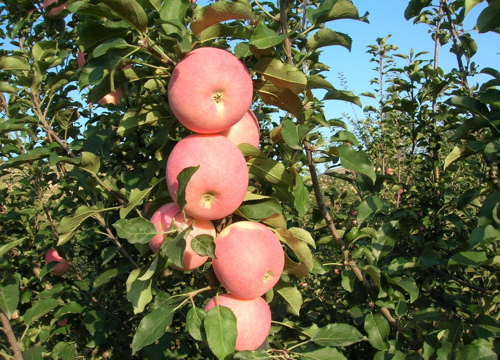 多重打击令苹果期价下跌 后市行情如何？