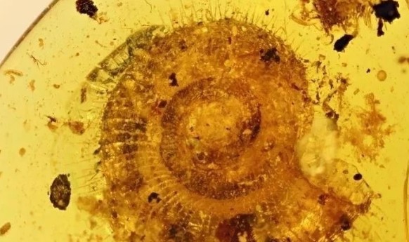 科学家在琥珀中发现了陆生蜗牛