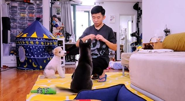 带你看看杨迪住的豪宅 可以看出养狗的人性格都不会差