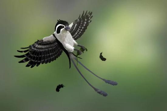 亿年前凶猛古鸟类 琥珀中发现