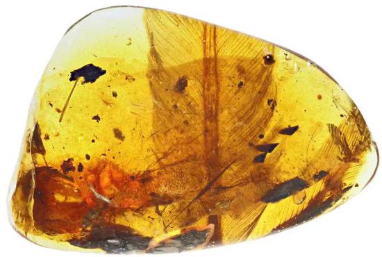 亿年前凶猛古鸟类 琥珀中发现