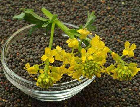 水产养殖进入旺季 有望支撑菜粕期价振荡向上