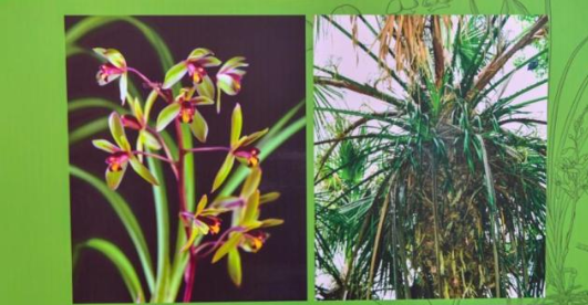 发布海南特有物种 共11个特有新物种