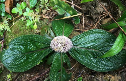 发布海南特有物种 共11个特有新物种