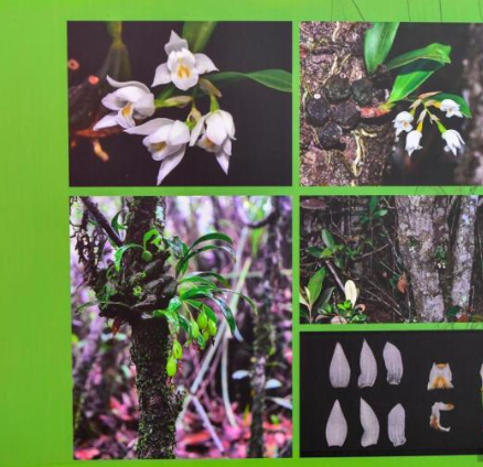 发布海南特有物种 共11个特有新物种