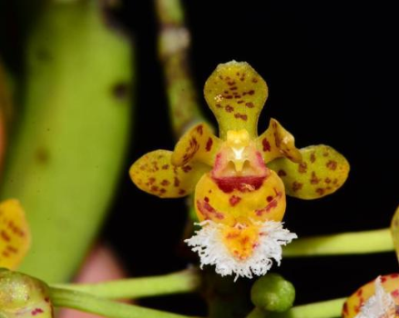 发布海南特有物种 共11个特有新物种