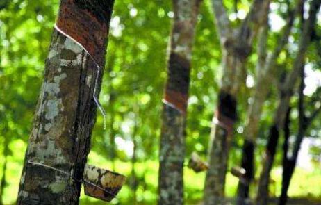 多因素将助推天然橡胶价格重心逐渐上移