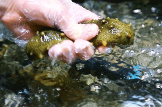 川骄海鲜自助：280+种海鲜盛宴 比脸还大的帝王蟹随便吃！