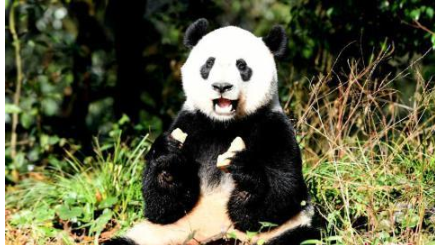 熊猫贝贝入住新家 雅安碧峰峡与公众见面