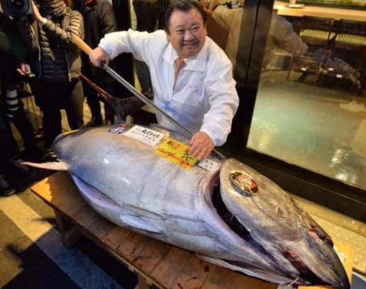 一条金枪鱼1246万元！日本鱼市新年拍出史上第二高价