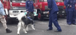 阿拉斯加模仿消防车 这年头狗子都追星成功了
