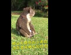 考拉穿纸尿裤复健 仿佛一个小婴儿