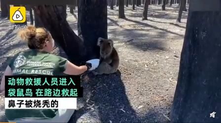 澳洲负鼠鼻子被山火烧秃 这只负鼠幸运获救