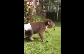 考拉穿纸尿裤复健 仿佛一个小婴儿