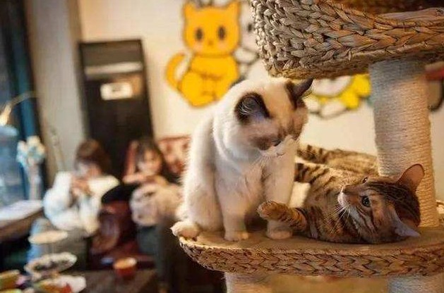 宠物餐厅怎么开?不是有猫就可以!