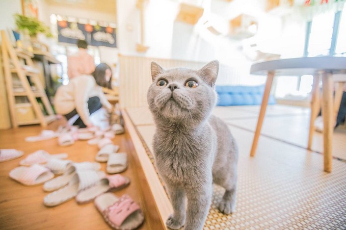 宠物餐厅怎么开?不是有猫就可以!