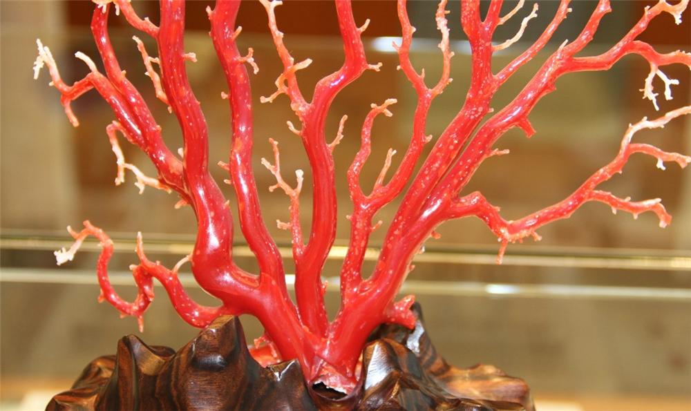 红珊瑚种类图片