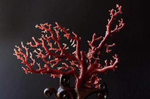 红珊瑚有哪些作用？